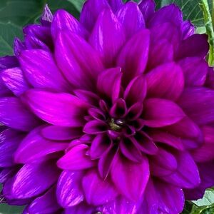 Meet your Posher, Multipass96!